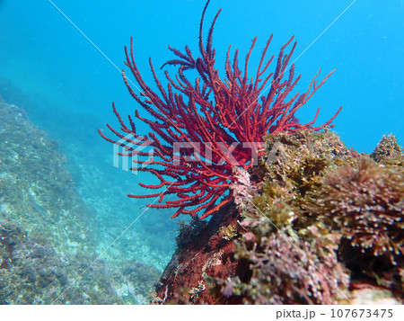 青の中の赤 107673475