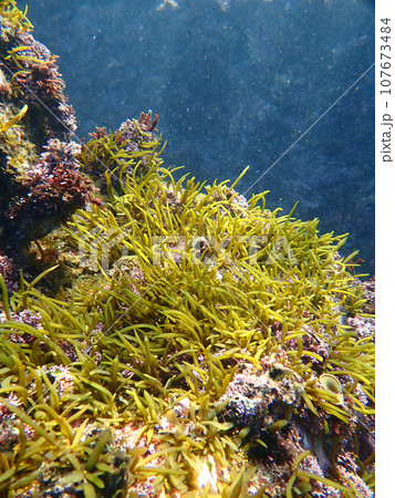 春を待つヒジキ 107673484