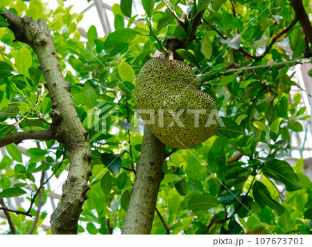 熱帯果樹温室風景　パラミツの果実 107673701