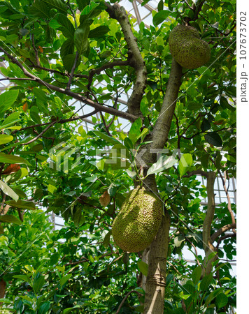 熱帯果樹温室風景　パラミツの果実 107673702