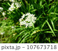 ニラの白い花 107673718