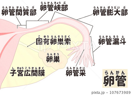 卵管の日本語図解イラスト　わかりやすい人体解剖図 107673989