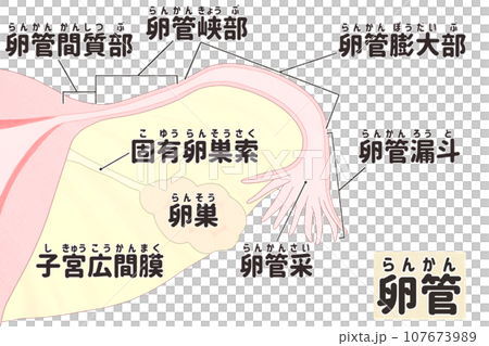 卵管の日本語図解イラスト　わかりやすい人体解剖図 107673989