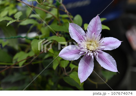 クレマチス クレマチス 107674074