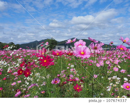 亀岡夢コスモス園 亀岡夢コスモス園 107674337