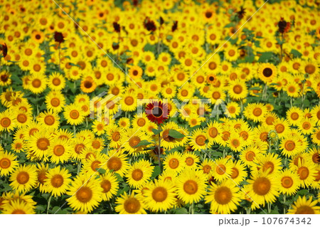 栃木県芳賀郡益子町上山地区　ましこ町ひまわり祭りのいろいろな品種がある一面の満開の向日葵畑 107674342