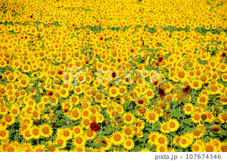 栃木県芳賀郡益子町上山地区　ましこ町ひまわり祭りのいろいろな品種がある一面の満開の向日葵畑 107674346