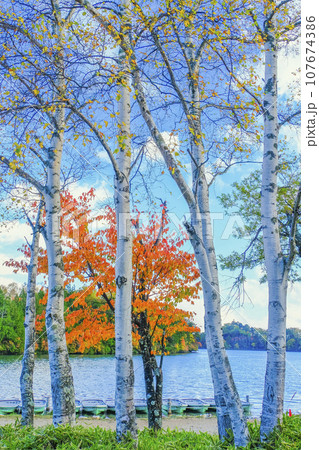 白樺と紅葉の湯ノ湖（縦） 107674386
