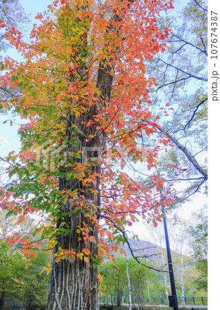 ツタウルシの紅葉（縦） 107674387