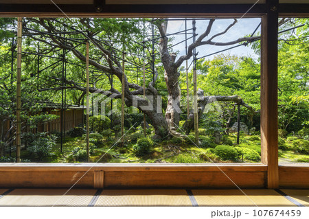 宝泉院 盤桓園 額縁の庭園(京都市左京区大原) 宝泉院 盤桓園 額縁の庭園(京都市左京区大原) 107674459