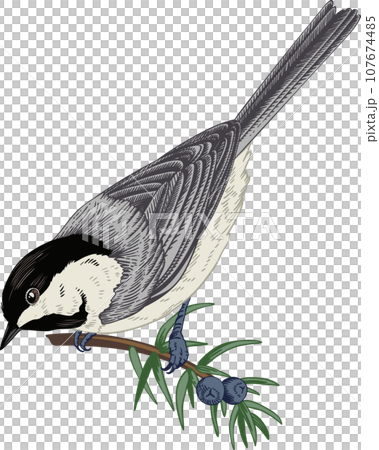 Bird on a juniper branch. Illustration with titmouse. Colorful. Linear art style. The titmouse looks down. Bird on a juniper branch. Illustration with titmouse. Colorful. Linear art style. The titmouse looks down. 107674485