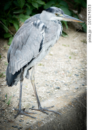 野鳥　自然豊かな場所で生活する動植物　綺麗な鳴き声を響かせる 107674553
