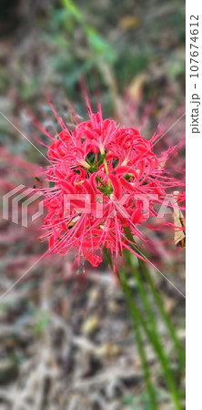 自然の魅力、秋の彼岸花満開 さいがわ公園の美しい秋景色 107674612