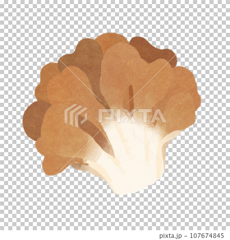 illustration of maitake illustration of maitake 107674845