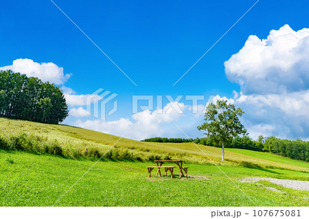 夏の北海道美瑛町 マイルドセブンの丘 夏の北海道美瑛町 マイルドセブンの丘 107675081