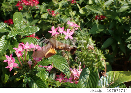 ペンタスの花の蜜を吸うホシホウジャク 107675714