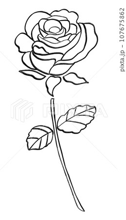 バラの線画 バラの線画イラストのイラスト素材 [107675862] - PIXTA
