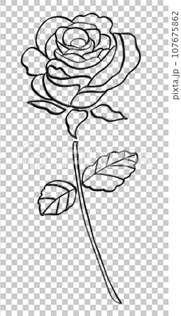 バラの線画イラストのイラスト素材 [107675862] - PIXTA
