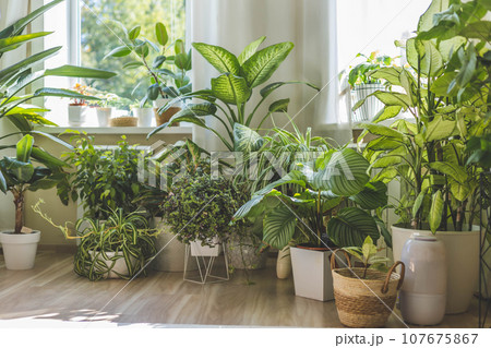 Houseplant domestic jungle garden organization fresh natural plant in pots. Copy space. 107675867