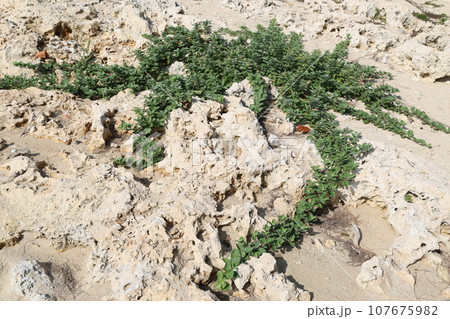 土、風景、自然、地面、屋外、ビーチ、海辺、植物、ハマゴウ、Vitex rotundifolia 107675982
