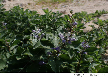 青紫色のハマゴウの花のアップ 107676067