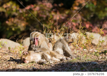 紅葉と猿（大分県大分市） 107676206