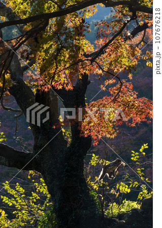 紅葉と猿(大分県大分市) 紅葉と猿(大分県大分市) 107676218