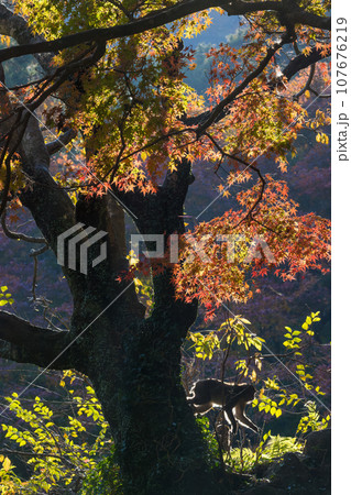 紅葉と猿(大分県大分市) 紅葉と猿(大分県大分市) 107676219