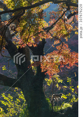 紅葉と猿(大分県大分市) 紅葉と猿(大分県大分市) 107676220