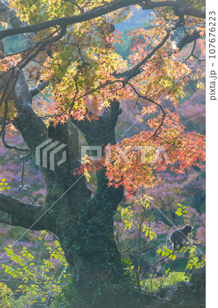 紅葉と猿（大分県大分市） 107676223