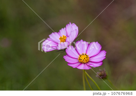 秋桜の花びらのクローズアップ 秋桜の花びらのクローズアップ 107676968