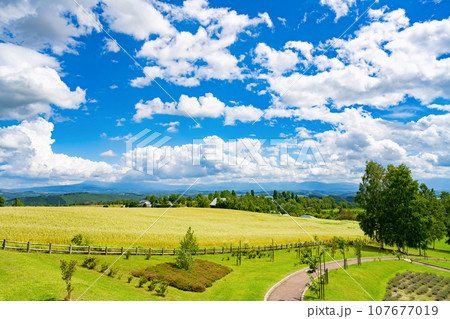 夏の北海道美瑛町　そば畑のある風景 107677019