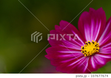 秋桜の花びらのクローズアップ 107677674