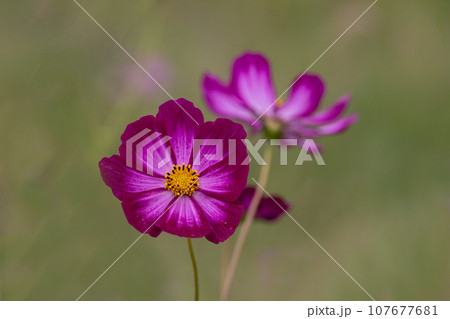 秋桜の花びらのクローズアップ 107677681