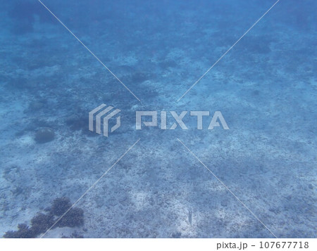 海の中にサンゴと白い砂地が広がる風景 107677718