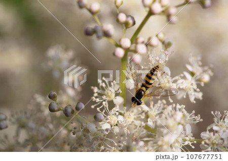 ハナアブとキョウカノコの白花 107677751