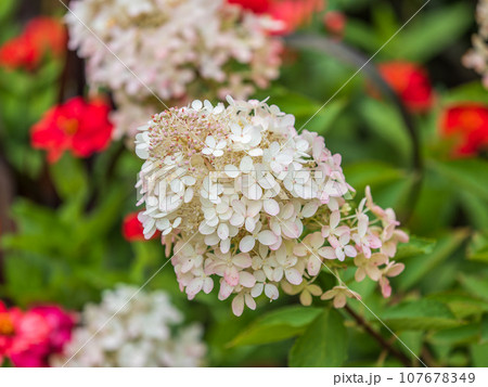 Romantic, soft and beautiful pattern pink hydrangea flowers background Romantic, soft and beautiful pattern pink hydrangea flowers background 107678349