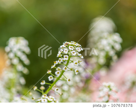 Dainty purple and white flowers of Lobularia maritima Alyssum maritimum, sweet alyssum or sweet alison Dainty purple and white flowers of Lobularia maritima Alyssum maritimum, sweet alyssum or sweet alison 107678378