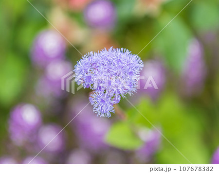 Close-up of small, purple flowers, Ageratum Houstonianum, also know as Floss flower, Pussy Foot, or Blue mink. 107678382