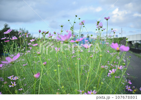 秋晴れの心和む散歩道 秋晴れの心和む散歩道 107678801