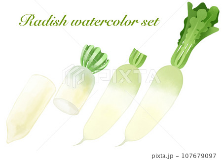 水彩で描いた大根のイラストセットのイラスト素材 [107679097] - PIXTA
