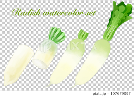 水彩で描いた大根のイラストセットのイラスト素材 [107679097] - PIXTA