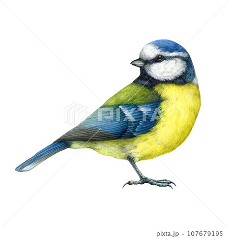 Blue tit bird vintage style watercolor painted...のイラスト素材