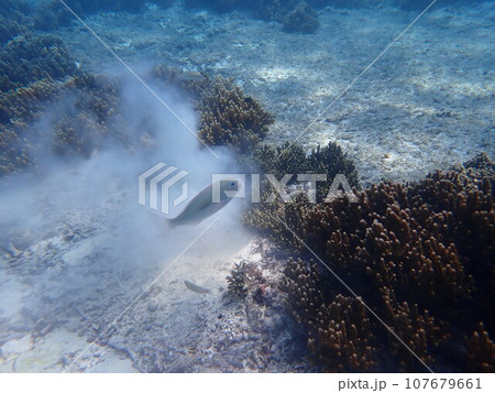 サンゴの間の砂地を掘り、エサを探す海水魚 107679661