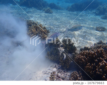 サンゴの間の砂地を掘り、エサを探す海水魚 サンゴの間の砂地を掘り、エサを探す海水魚 107679663