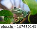 葉っぱに乗るカエル 107680143