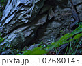 雨に濡れた岩肌 107680145