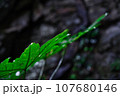 水滴のついた葉 107680146