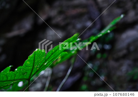 水滴のついた葉 107680146