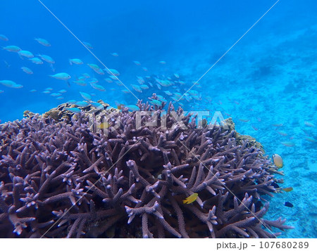 サンゴの上に生息するデバスズメダイの群れ 107680289